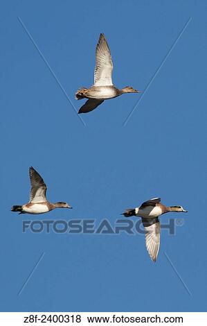 Male and female American Wigeon Ducks in flight. USA. View Large Photo Image Stock Photo - Male and female American Wigeon Ducks in flight. USA.. Fotosearch