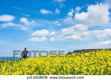 Stock Photograph - Male hiker on The Cleveland Way National Trail coastal footpath on cliffs near Saltburn by the sea, walking past Rape seed crop. North Yorkshire, England, United Kingdom.. Fotosearch