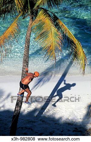 man jumping from palmtree, Jamesby, Tobago Cays, Grenadines islands, Saint Vincent and the Grenadines, Winward Islands, Lesser Antilles, Caribbean Sea View Large Photo Image Stock Photo - man jumping from palmtree, Jamesby, Tobago Cays, Grenadines islands, Saint Vincent and the Grenadines, Winward Islands, Lesser Antilles, Caribbean Sea. Fotosearch