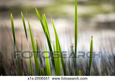 Marsh grass reeds. View Large Photo Image Stock Image - Marsh grass reeds.. Fotosearch