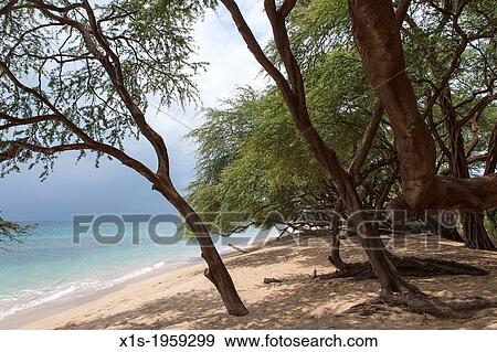 Maui beaches along the Pacific Ocean. View Large Photo Image Stock Photo - Maui beaches along the Pacific Ocean.. Fotosearch