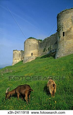 medieval fortified castle at Coucy-le-Chateau-Auffrique, Aisne department, Picardy region, northern France, Europe. View Large Photo Image Stock Photo - medieval fortified castle at Coucy-le-Chateau-Auffrique, Aisne department, Picardy region, northern France, Europe.. Fotosearch
