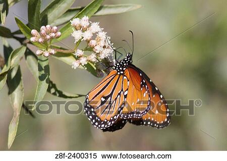 Monarch Butterfly feeding on Milkweed. USA. View Large Photo Image Stock Photography - Monarch Butterfly feeding on Milkweed. USA.. Fotosearch