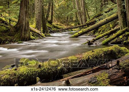 Stock Photograph - Moss-covered trees and fallen logs frame a Pacific Northwest river flowing through a dense forest.. Fotosearch