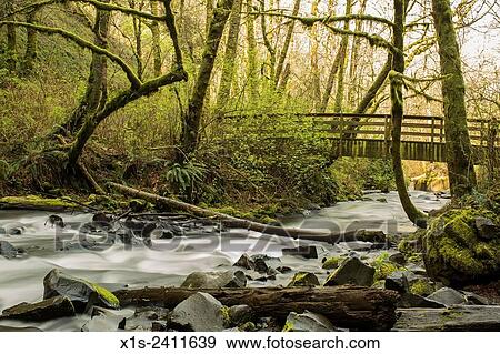 Moss-covered trees frame a wooden foot bridge over a river rapid in the Pacific Northwest. View Large Photo Image Stock Photo - Moss-covered trees frame a wooden foot bridge over a river rapid in the Pacific Northwest.. Fotosearch