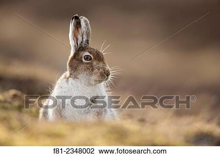 Mountain Hare (Lepus timidus) in spring moult View Large Photo Image Stock Image - Mountain Hare (Lepus timidus) in spring moult. Fotosearch