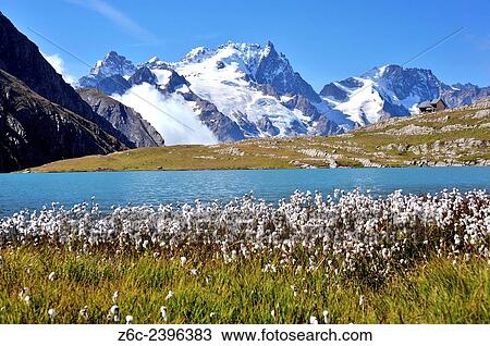Stock Image - Mountain lake Lac du GolÃ©on with cotton grass in the foreground and the mountain La Meije, Hautes-Alpes, French Alps, France.. Fotosearch