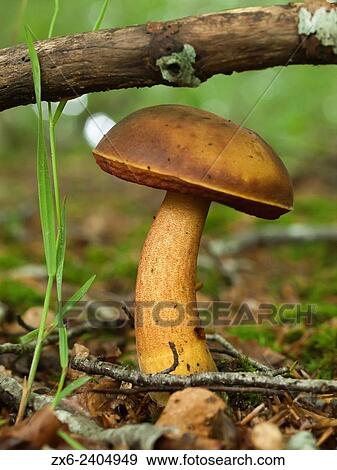 Mushroom at beech forest (Boletus erithropus). Montseny Natural Park. Barcelona province, Catalonia, Spain. View Large Photo Image Stock Photo - Mushroom at beech forest (Boletus erithropus). Montseny Natural Park. Barcelona province, Catalonia, Spain.. Fotosearch