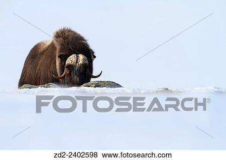 Muskox (Ovibus moschatus) looking at camera. Dovrefjell-Sunndalsfjella National Park. Norway. View Large Photo Image Stock Photo - Muskox (Ovibus moschatus) looking at camera. Dovrefjell-Sunndalsfjella National Park. Norway.. Fotosearch