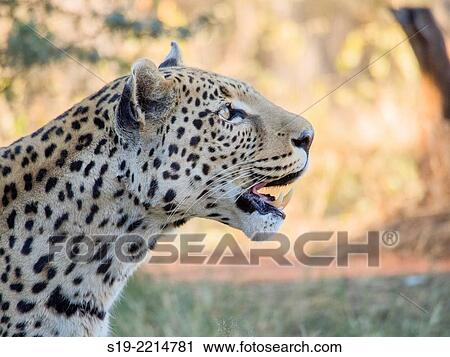 Namibia, Okonjima Nature Reserve, Portrait of Leopard View Large Photo Image Stock Image - Namibia, Okonjima Nature Reserve, Portrait of Leopard. Fotosearch
