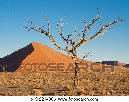 Namibia, Sossusvlei Dunes, Dead tree in desert View Large Photo Image Stock Photography - Namibia, Sossusvlei Dunes, Dead tree in desert. Fotosearch