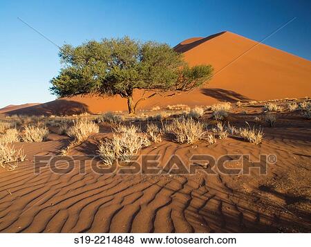 Namibia, Sossusvlei Dunes, Tree in desert View Large Photo Image Stock Photo - Namibia, Sossusvlei Dunes, Tree in desert. Fotosearch