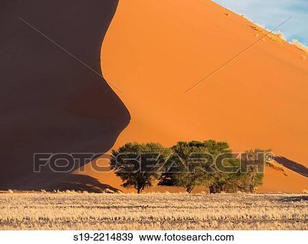 Stock Photo - Namibia, Sossusvlei Dunes, Trees in desert. Fotosearch