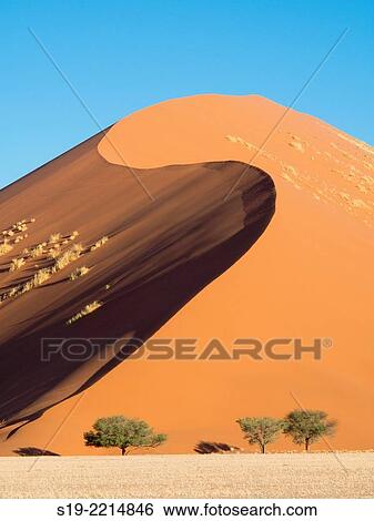 Namibia, Sossusvlei Dunes, Trees in desert View Large Photo Image Stock Photograph - Namibia, Sossusvlei Dunes, Trees in desert. Fotosearch