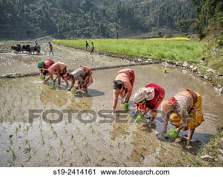 Nepal Rice Planting. View Large Photo Image Stock Image - Nepal Rice Planting.. Fotosearch