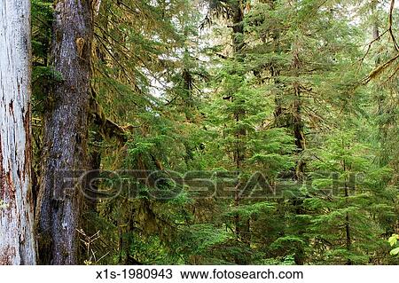 Olympic National Park, Sol Duc Region, Washington, USA View Large Photo Image Stock Image - Olympic National Park, Sol Duc Region, Washington, USA. Fotosearch