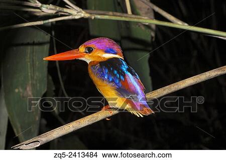 Oriental dwarf kingfisher, Ceyx erithaca, Alcedinidae, Thenmala, Kerala. India. View Large Photo Image Picture - Oriental dwarf kingfisher, Ceyx erithaca, Alcedinidae, Thenmala, Kerala. India.. Fotosearch