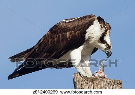 Osprey eating a fish. USA. View Large Photo Image Stock Photo - Osprey eating a fish. USA.. Fotosearch
