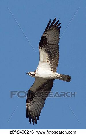 Osprey in flight. USA. View Large Photo Image Stock Photograph - Osprey in flight. USA.. Fotosearch