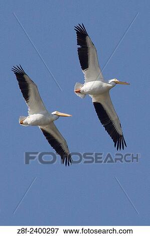 Pair of American White Pelians in flight. USA. View Large Photo Image Stock Photo - Pair of American White Pelians in flight. USA.. Fotosearch