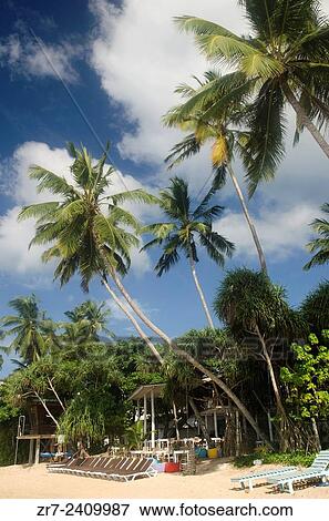 Palm-fringed beach in Mirissa, Sri Lanka. View Large Photo Image Stock Photo - Palm-fringed beach in Mirissa, Sri Lanka.. Fotosearch