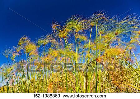 Papyrus plant, Okavango Delta, Botswana, Africa. View Large Photo Image Stock Photo - Papyrus plant, Okavango Delta, Botswana, Africa.. Fotosearch