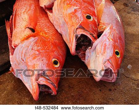 Porgies at fish shop. Los Roques, Venezuela View Large Photo Image Picture - Porgies at fish shop. Los Roques, Venezuela. Fotosearch