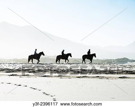 Race horse being exercised on the beach as the sun rises. Noordhoek Beach, Cape Town, South Africa View Large Photo Image Stock Photo - Race horse being exercised on the beach as the sun rises. Noordhoek Beach, Cape Town, South Africa. Fotosearch
