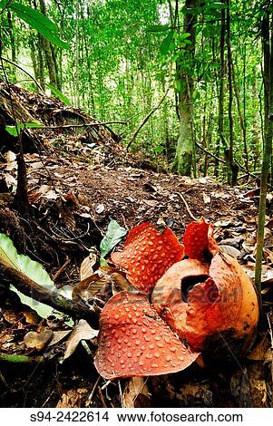 Rafflesia tuan-mudae in Gunung Gading national park, Sarawak, Malaysia, Borneo. View Large Photo Image Picture - Rafflesia tuan-mudae in Gunung Gading national park, Sarawak, Malaysia, Borneo.. Fotosearch