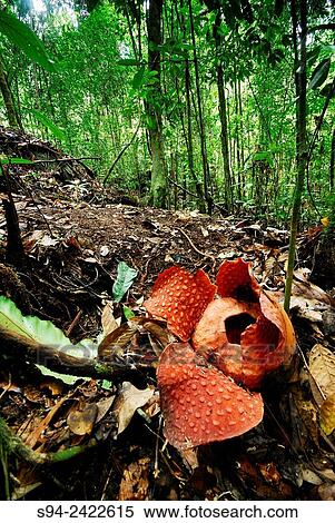 Rafflesia tuan-mudae in Gunung Gading national park, Sarawak, Malaysia, Borneo. View Large Photo Image Stock Photography - Rafflesia tuan-mudae in Gunung Gading national park, Sarawak, Malaysia, Borneo.. Fotosearch