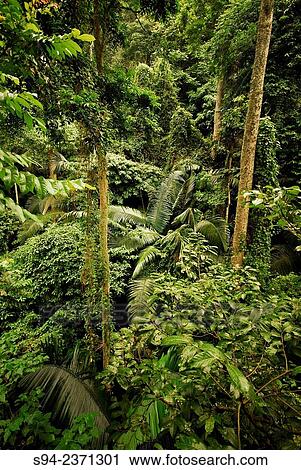 Stock Image - Rainforest of FRIM in Kepong near Kuala Lumpur, Selangor, Malaysia.. Fotosearch