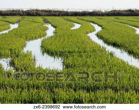 Recently harvested and still green rice field, just beside Alfacs Bay. Ebro River Delta Natural Park, Tarragona province, Catalonia, Spain. View Large Photo Image Stock Image - Recently harvested and still green rice field, just beside Alfacs Bay. Ebro River Delta Natural Park, Tarragona province, Catalonia, Spain.. Fotosearch