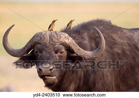 Red-billed Oxpecker (Buphagus erythrorhynchus), on a Cape buffalo (Syncerus caffer), Chobe National Park, Botswana. View Large Photo Image Stock Image - Red-billed Oxpecker (Buphagus erythrorhynchus), on a Cape buffalo (Syncerus caffer), Chobe National Park, Botswana.. Fotosearch