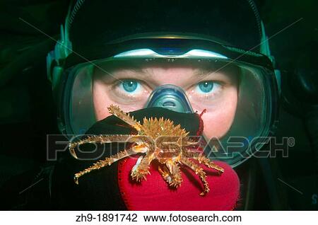 Red King Crab Paralithodes camtschaticus, Arctic, Russia, Barents sea View Large Photo Image Stock Image - Red King Crab Paralithodes camtschaticus, Arctic, Russia, Barents sea. Fotosearch