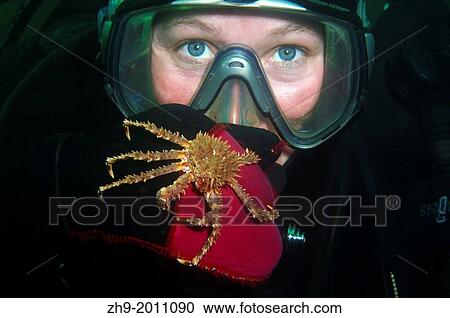 Red King Crab (Paralithodes camtschaticus), Arctic, Russia, Barents sea. View Large Photo Image Stock Image - Red King Crab (Paralithodes camtschaticus), Arctic, Russia, Barents sea.. Fotosearch