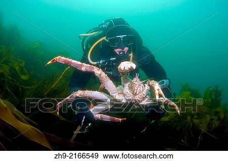 Stock Photo - Red King Crab (Paralithodes camtschaticus), Arctic, Russia, Barents sea.. Fotosearch