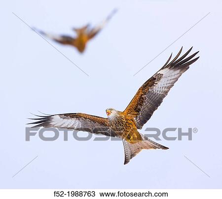Stock Image - RED KITE Milvus milvus.. Fotosearch