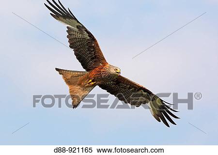 Red Kite (Milvus milvus) View Large Photo Image Stock Photography - Red Kite (Milvus milvus). Fotosearch