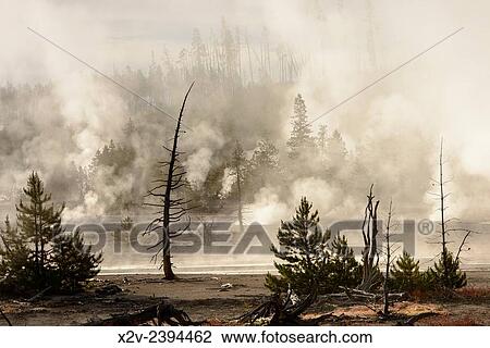 Remains of trees stands amid steaming pools in Norris Geyser Basin, Yellowstone National Park. View Large Photo Image Stock Image - Remains of trees stands amid steaming pools in Norris Geyser Basin, Yellowstone National Park.. Fotosearch