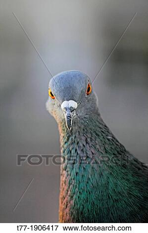 Rock Dove, Columba livia, India View Large Photo Image Stock Photo - Rock Dove, Columba livia, India. Fotosearch