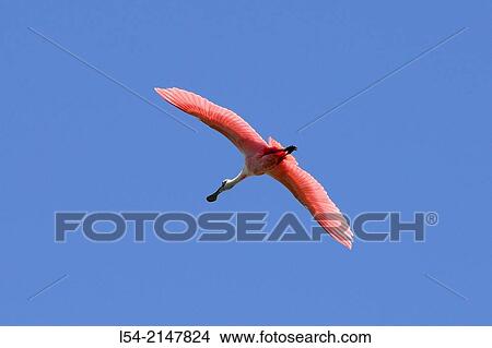 Picture - Roseate Spoonbill Photographed at the Circle Bar B Ranch Bird sanctuary Lakeland Florida FL.. Fotosearch