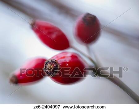 Rosehips (Rosa acicularis). Montseny Natural Park. Barcelona province, Catalonia, Spain. View Large Photo Image Stock Photo - Rosehips (Rosa acicularis). Montseny Natural Park. Barcelona province, Catalonia, Spain.. Fotosearch