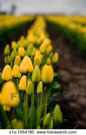 Stock Image - Rows of yellow tulips with green stems.. Fotosearch