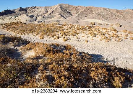 Sage and sand define the landscapes throughout Death Valley. View Large Photo Image Picture - Sage and sand define the landscapes throughout Death Valley.. Fotosearch