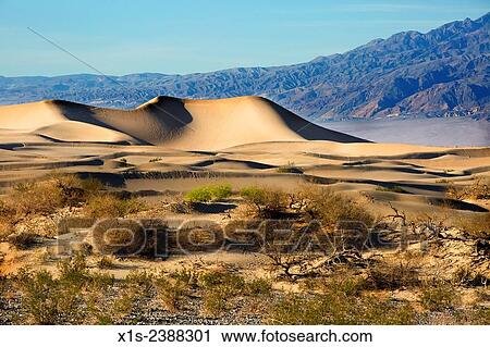Stock Image - Sage Brush and desert vegetation are in the foreground leading to the Mesquite Sand Dunes in Death Valley.. Fotosearch