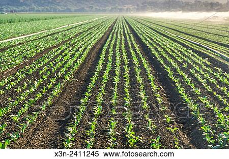 Stock Photography - SALINAS, CALIFORNIA - Salinas Valley fields.. Fotosearch
