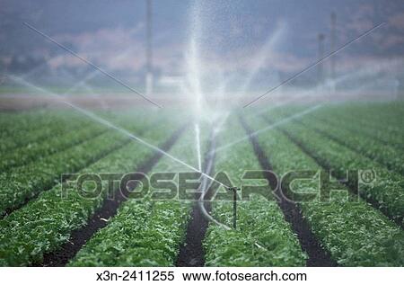 Stock Photography - SALINAS, CALIFORNIA - spray irrigation on vegetables.. Fotosearch