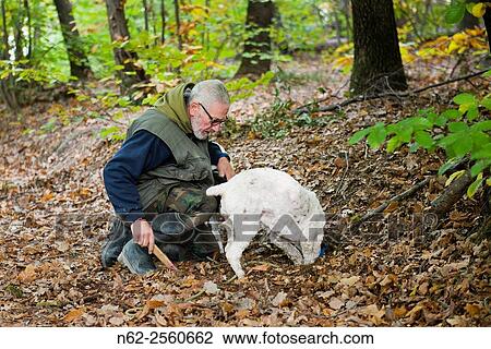 Stock Image - Senior man looking truffles in the woods with his dog.. Fotosearch