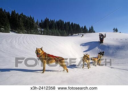 Stock Photo - sled dogs at Bellecombe, Jura department, Franche-Comte region of eastern France, Europe.. Fotosearch