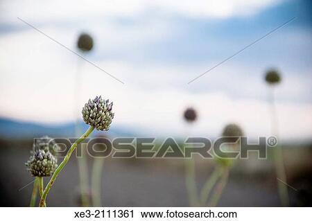 Stock Image - Spain, Valencia, Wild plants near rice plantations in Sueca. Fotosearch